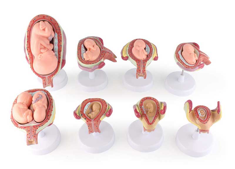 Quá trình hình thành và phát triển của thai