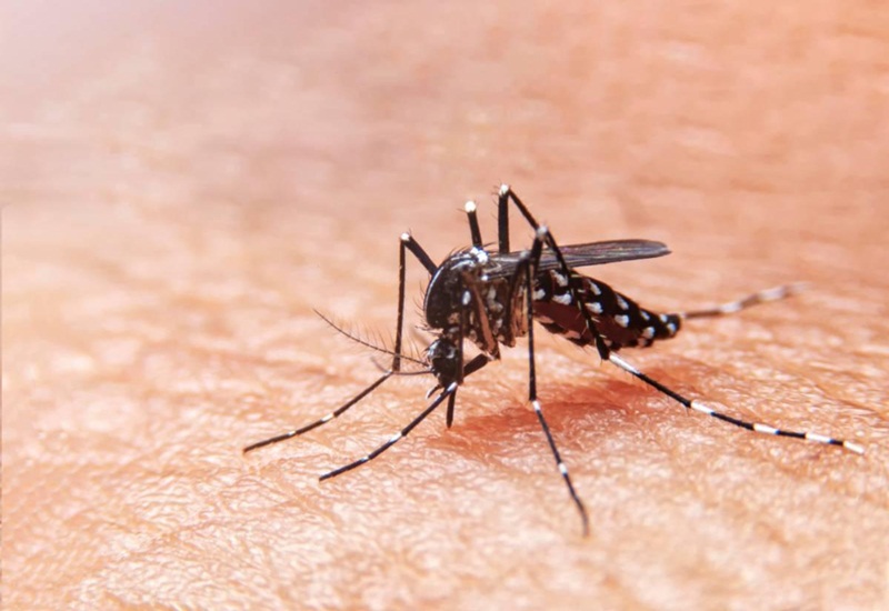 Bệnh sốt xuất huyết có thể lây truyền từ người bị bệnh sang người khỏe mạnh qua đường muỗi đốt