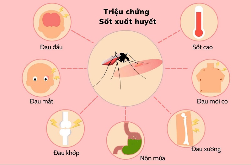 Những triệu chứng điển hình của bệnh sốt xuất huyết