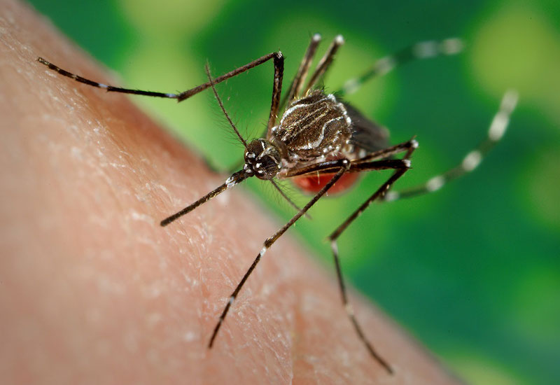 Muỗi vằn chính là vật trung gian làm lây truyền virus Dengue cho con người thông qua những vết cắn