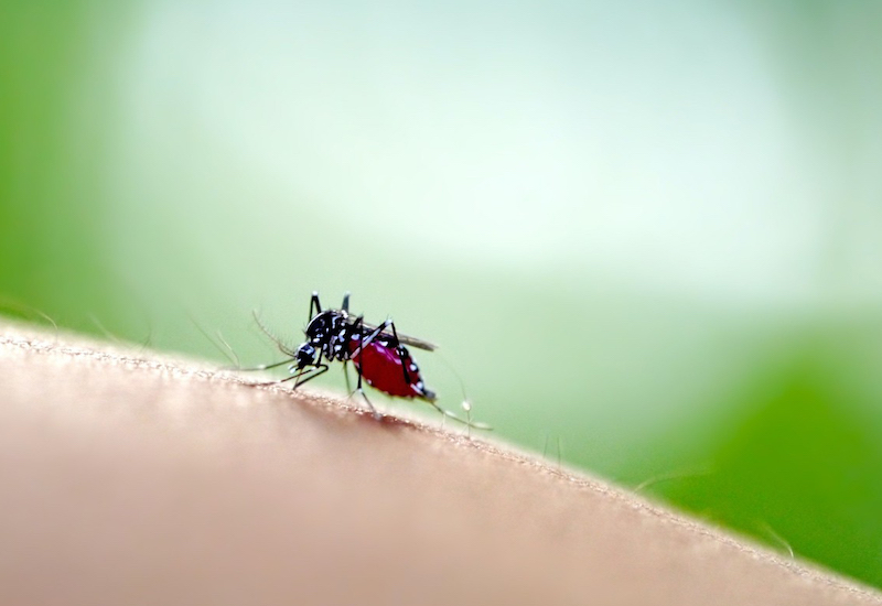 Muỗi vằn là vật trung gian truyền virus sốt xuất huyết cho con người