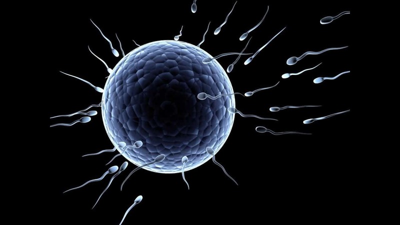 Trứng sau thụ tinh sẽ di chuyển vào tử cung làm tổ