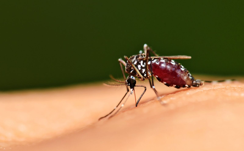 Dengue lây truyền vào cơ thể người thông qua muỗi vằn