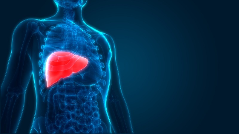 Khi những tế bào gan bị tổn thương liên tục, cấu trúc gan cũng đột ngột thay đổi đó là dấu hiệu của bệnh xơ gan
