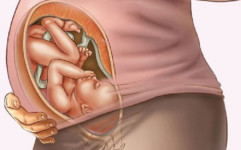 Sự phát triển của thai nhi 35 tuần tuổi