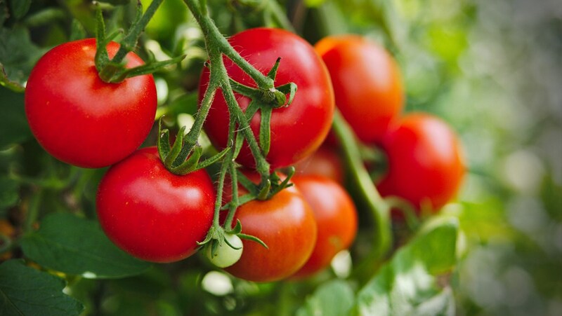 Chất lycopen trong cà chua giúp kiểm soát huyết áp