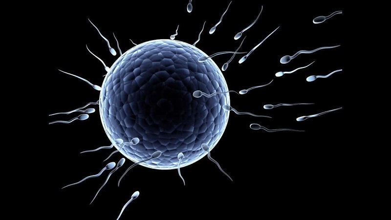 Để diễn ra quá trình thụ thai cần có sự gặp gỡ giữa trứng với tinh trùng