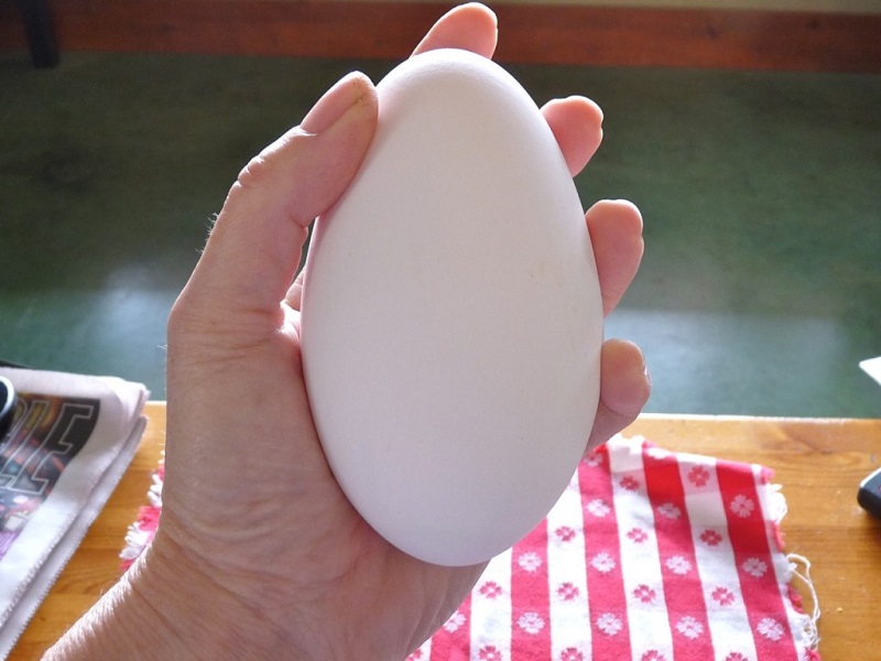 Trứng ngỗng là thực phẩm chứa thành phần dinh dưỡng khá đa dạng