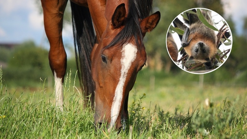 Virus từ nước bọt, chất thải của dơi có thể qua cỏ đi vào cơ thể ngựa