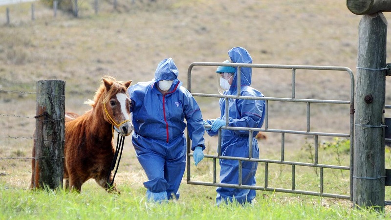 Tiêm vắc xin cho ngựa, sử dụng bảo hộ cho người nuôi ngựa để phòng bệnh