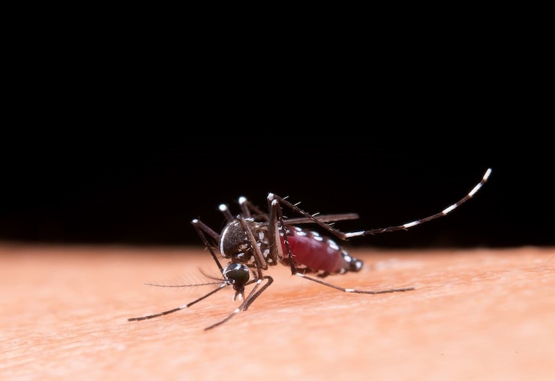 Muỗi vằn Aedes aegypti chính là vật trung gian chuyên chở virus Dengue