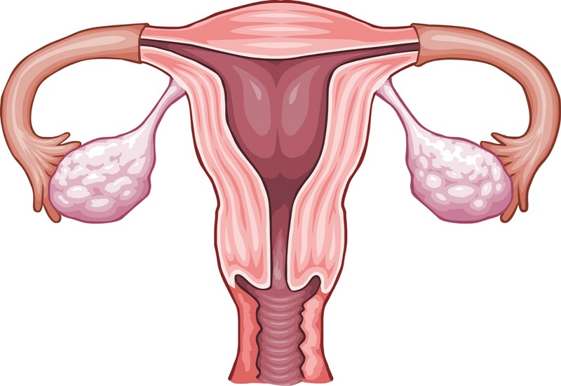 Hình ảnh vị trí của buồng trứng trong cơ thể nữ giới