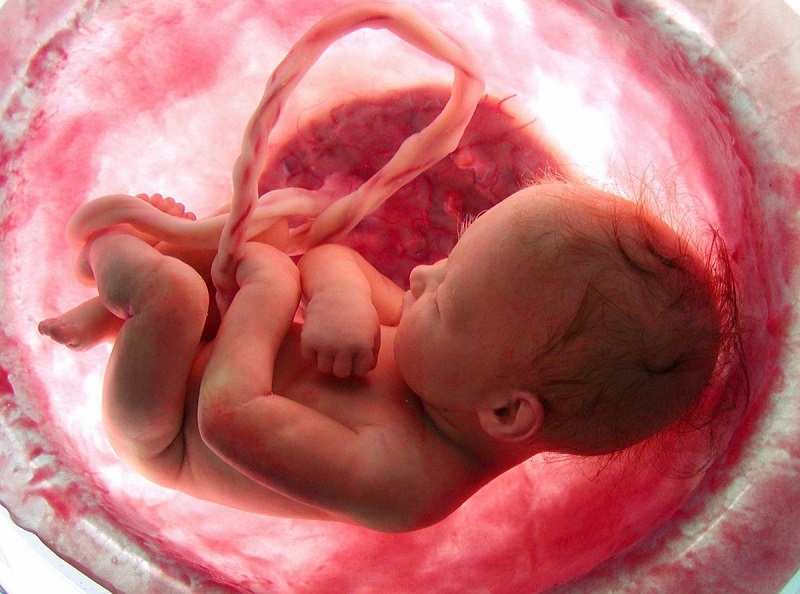 Phân su là sản phẩm của những gì thai nhi nuốt vào khi ở trong bụng mẹ