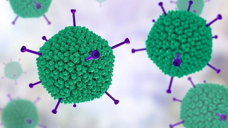       Adenovirus được biết đến là nguyên nhân gây nên các bệnh liên quan đến đường hô hấp phổ biến trên thế giới 