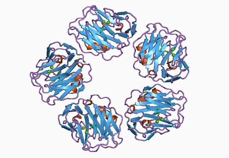 Cấu trúc phân tử CRP