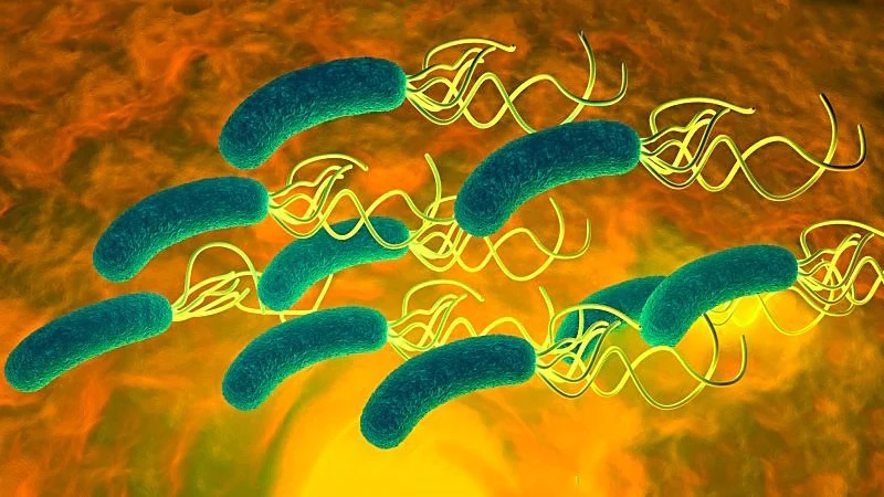 Do là dạng xoắn khuẩn nên Helicobacter Pylori rất dễ xâm nhập vào niêm mạc dạ dày