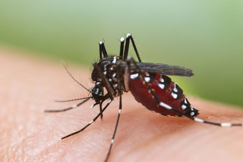 Virus gây bệnh sốt xuất huyết thường lây từ truyền qua vật chủ trung gian là muỗi vằn