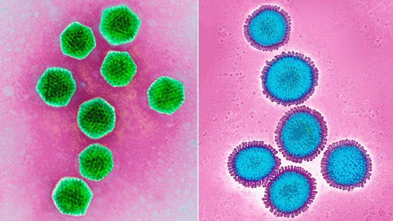 Hình ảnh hiển vi điện tử truyền qua (TEM) của Adenovirus (trái) và virus cúm (phải) .
