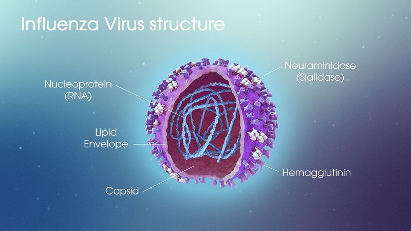 Cấu tạo của virus gây bệnh cảm cúm