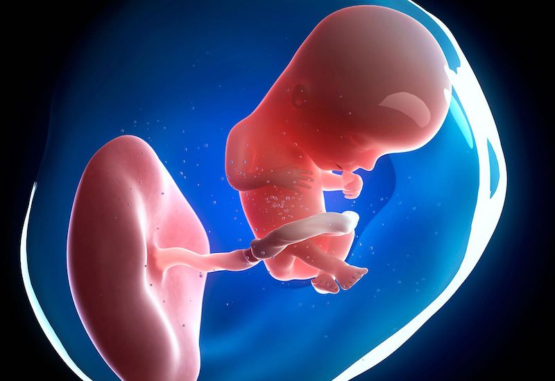 Một thai nhi trong bụng mẹ phải đối mặt rất nhiều nguy cơ bệnh lý, bao gồm những bệnh dị tật bẩm sinh về thần kinh