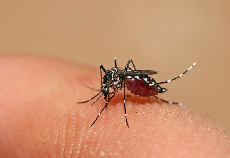 Muỗi vằn Aedes chính là vật trung gian chuyên chở virus Dengue - nguyên nhân gây bệnh sốt xuất huyết