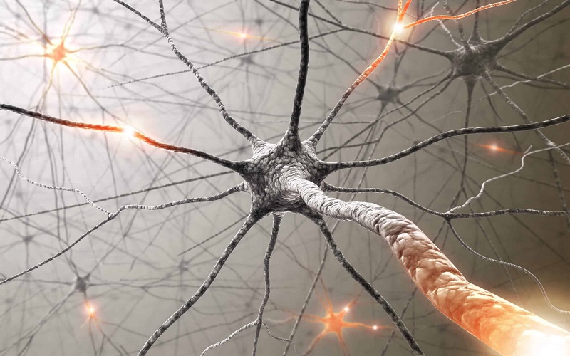 Viêm đa rễ dây thần kinh là bệnh lý phổ biến của hệ thần kinh
