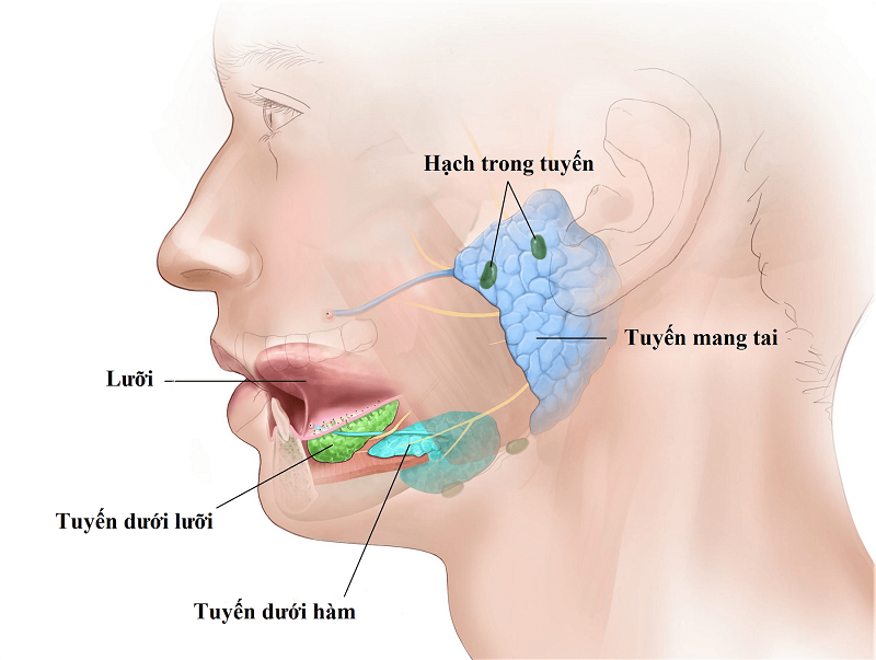 U tuyến nước bọt mang tai là một trong các dạng của u tuyến nước bọt