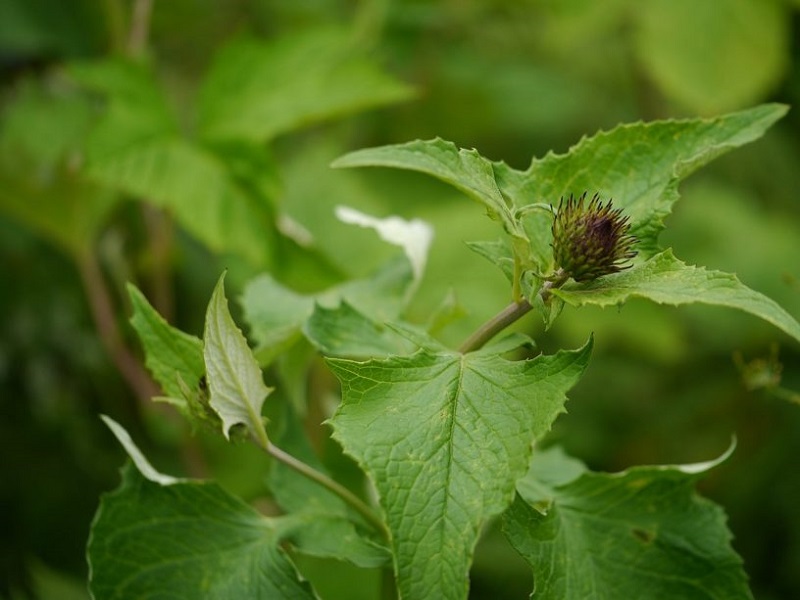 Cây mộc hương thảo dược được dùng trong nhiều bài thuốc chữa bệnh đường tiêu hóa