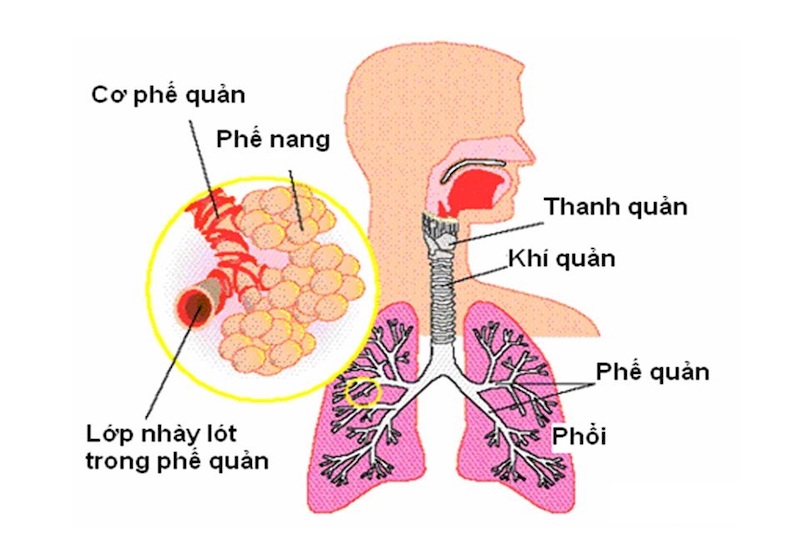 Phổi là cơ quan hô hấp quan trọng và có cấu tạo phức tạp