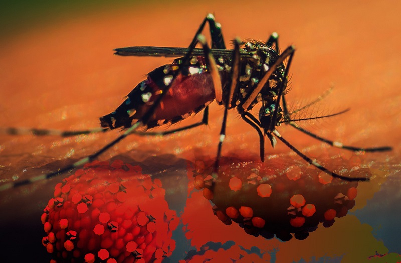 Virus Dengue sống ký sinh trong muỗi vằn