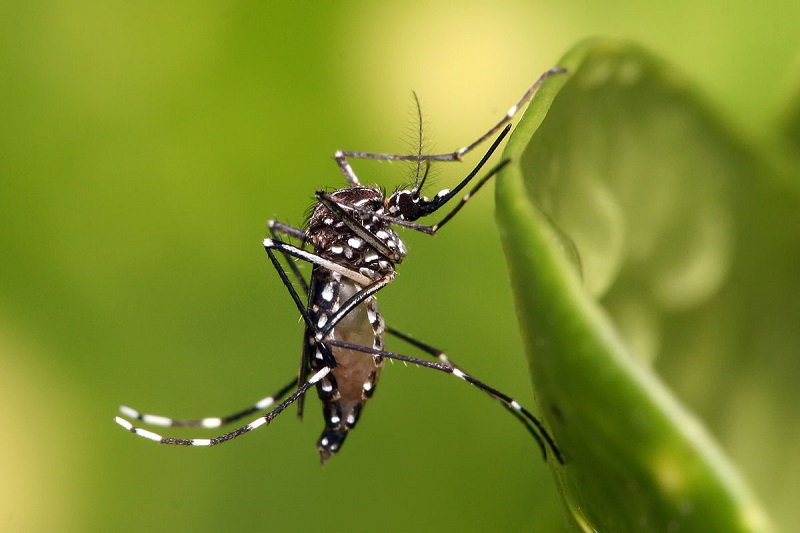 Diệt muỗi vằn, bọ gậy là việc làm hiệu quả trong phòng bệnh