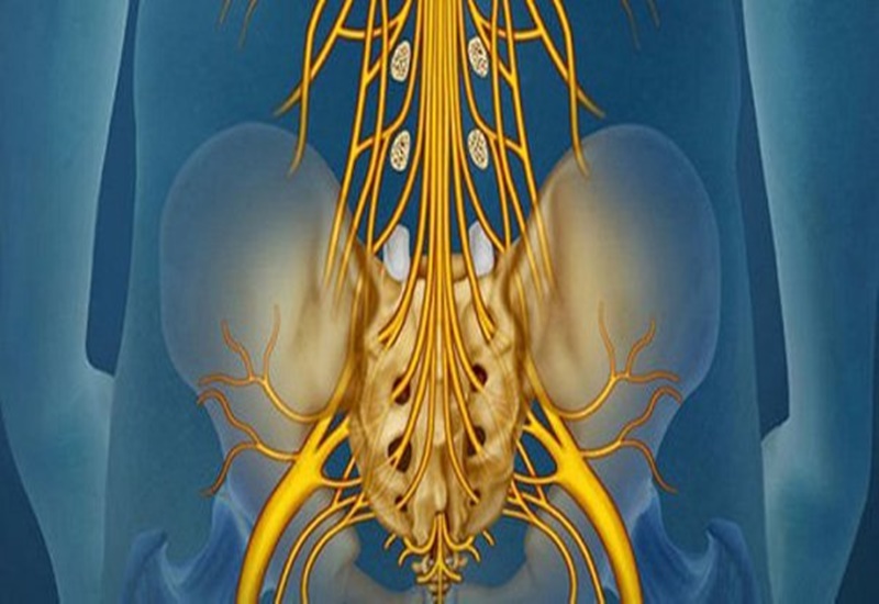  Bó rễ thần kinh đuôi ngựa nằm ở cuối tủy sống