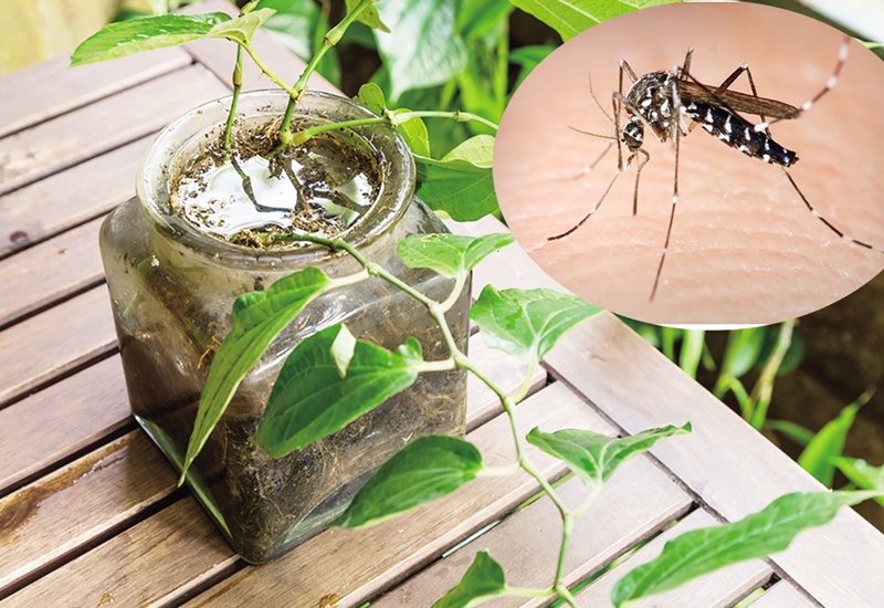 Chậu cây cảnh là điều kiện lý tưởng để muỗi sinh sống và đẻ trứng