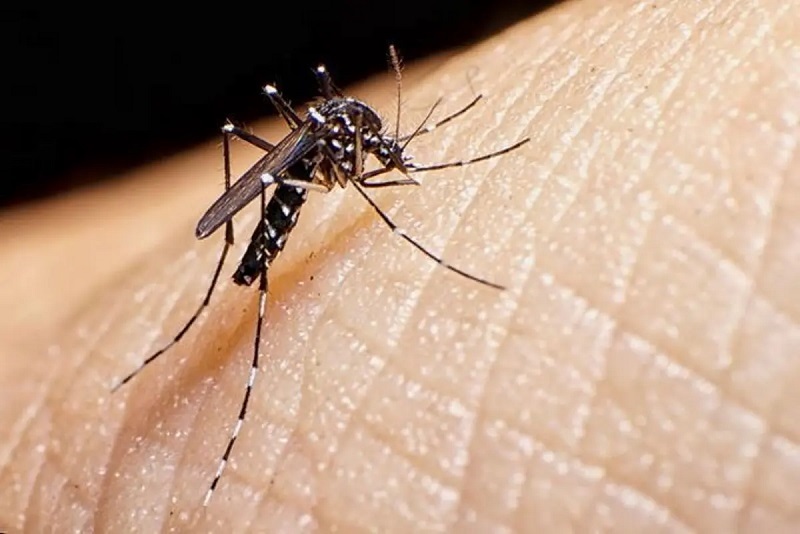 Muỗi Aedes aegypti sinh sôi rất mạnh trong môi trường nóng ẩm