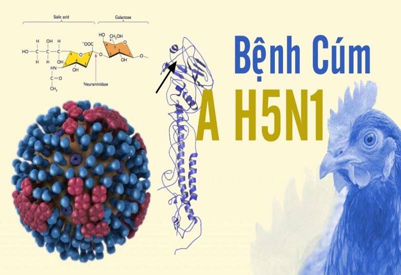 Cúm gia cầm H5N1 có thể lây sang người