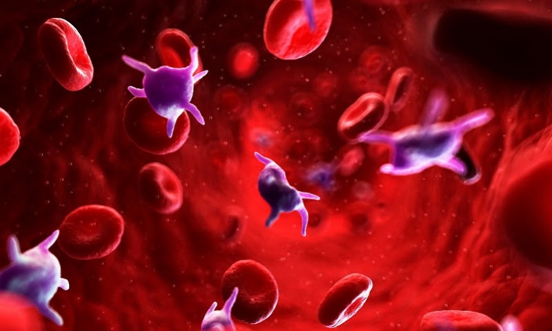  Tiểu cầu có chức năng cầm máu, làm đông máu, làm thành mạch dẻo dai hơn