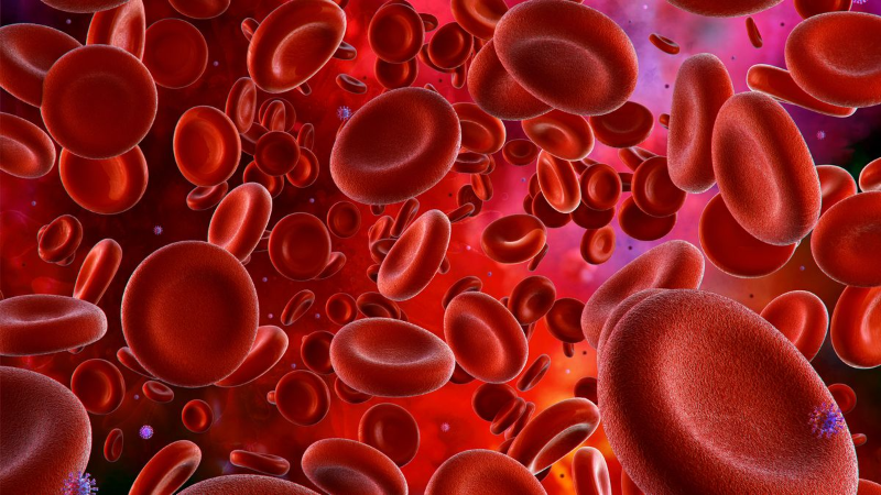Hồng cầu có hình dạng "đĩa lõm" dễ nhận biết và có màu đỏ do chứa một lượng lớn hemoglobin