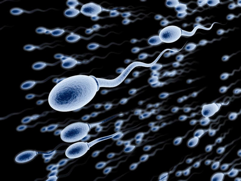 Tình trạng tinh trùng ít tác động đến sức khỏe sinh sản của nam giới