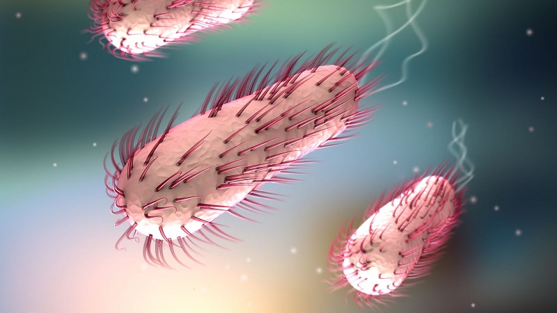 Vi khuẩn Escherichia coli - một trong các tác nhân gây ra bệnh viêm manh tràng