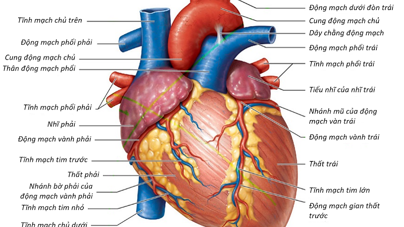 Hình ảnh giải phẫu giúp biết được tim người có mấy ngăn