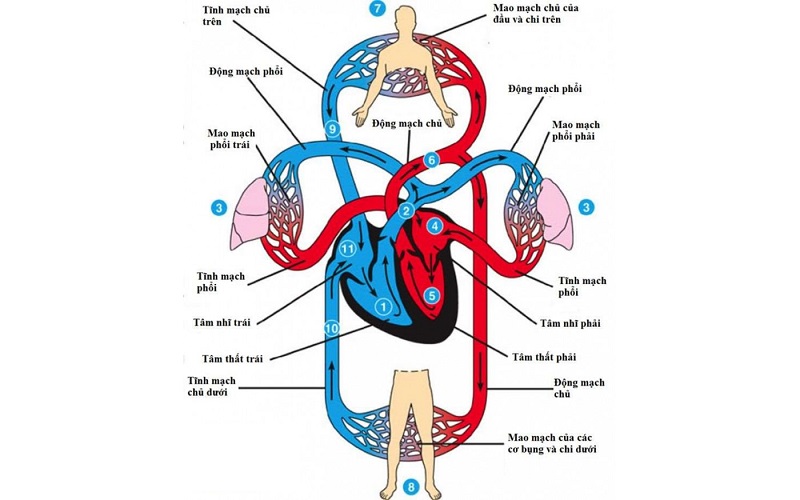 Hoạt động của tim giúp cho máu được đến khắp các bộ phận để duy trì sự sống cho cơ thể
