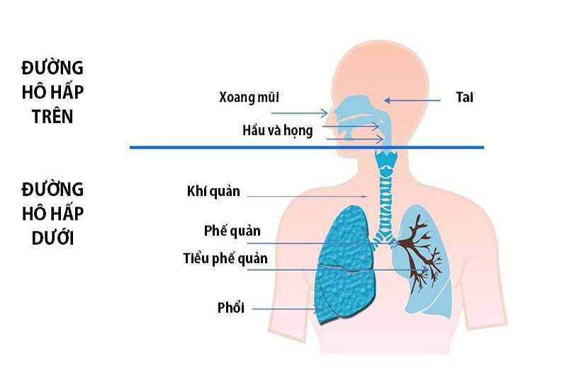 Phân biệt đường hô hấp trên và đường hô hấp dưới