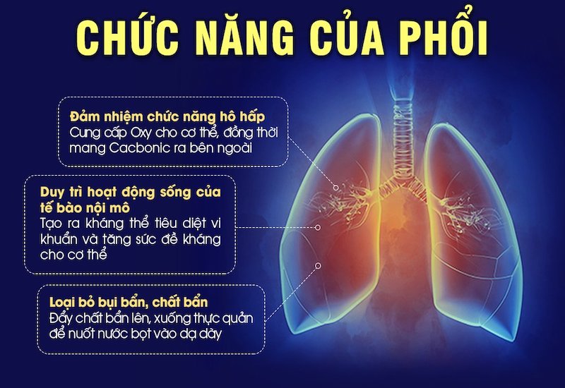 Các chức năng chính của lá phổi