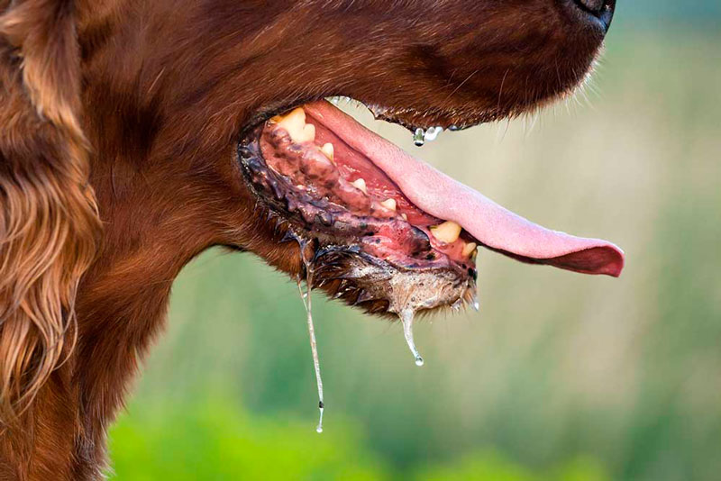 Virus gây bệnh dại được phát hiện trong nước bọt của chó dại