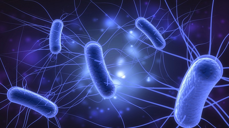 Cây rau dớn có chứa hoạt chất với khả năng chống lại vi khuẩn E. coli