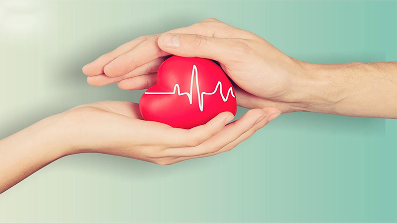 Củ lùn góp phần bảo vệ sức khỏe hệ tim
