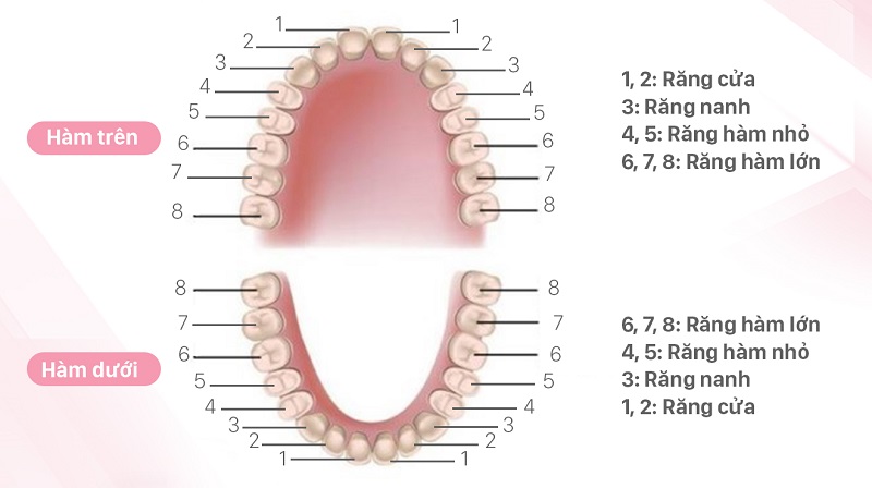 Vị trí của răng nanh trong khoang hàm