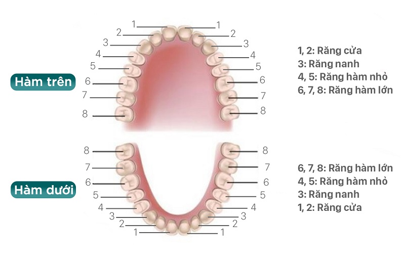 Vị trí của răng hàm trên cung răng