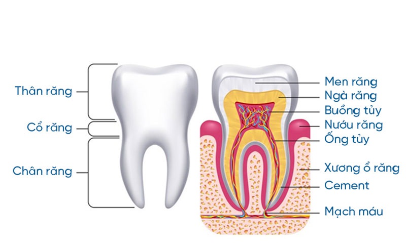 Cấu tạo cơ bản của răng hàm
