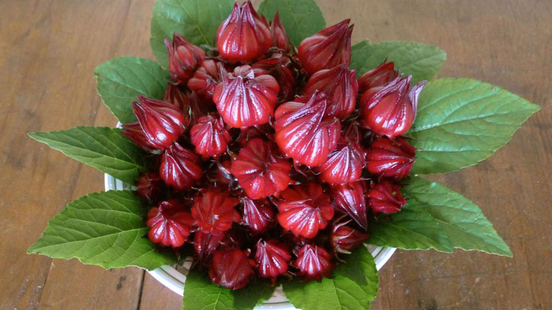 Hoa Atiso đỏ chứa một lượng lớn bioflavonoids